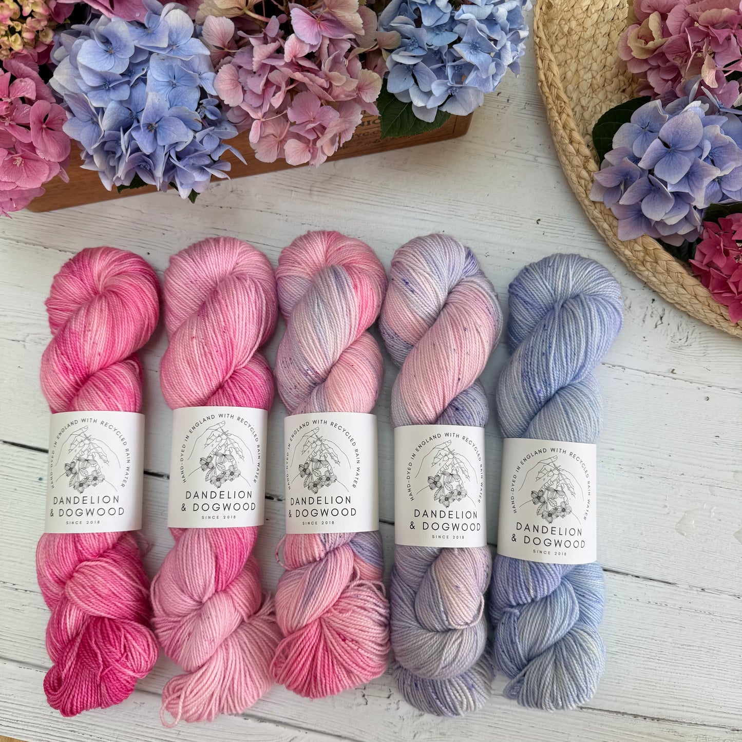 Hydrangea Fade